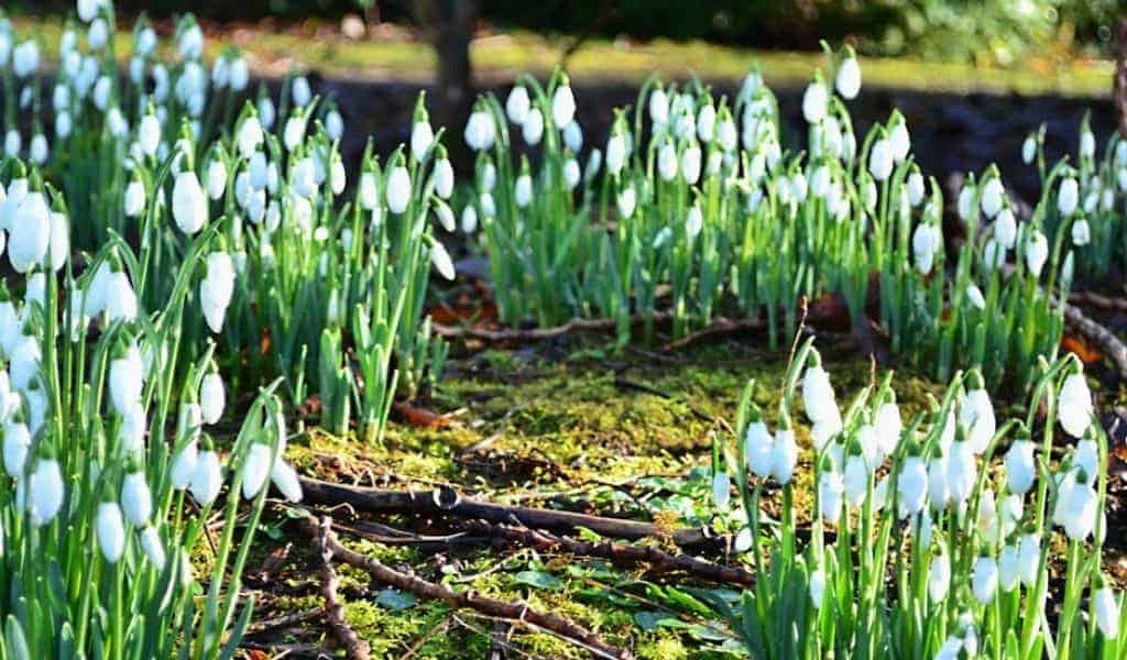 Woods and Forests in Northamptonshire. Northants Families