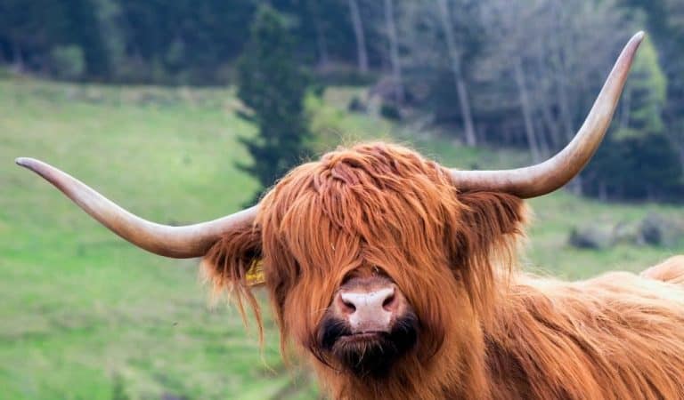 Afternoon Tea With A Highland Cow on Northants Families. Highland cow looking at camera