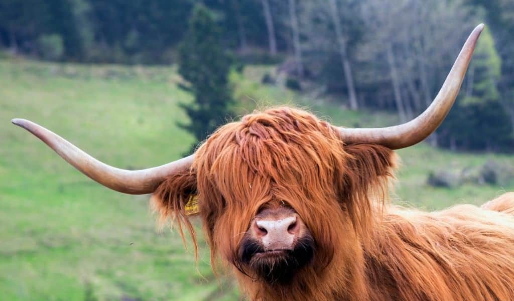 Afternoon Tea With A Highland Cow on Northants Families. Highland cow looking at camera