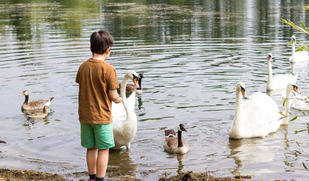 Free things to do in Northants with kids. Northants Families