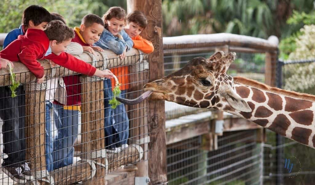 Children feeding a giraffe in a zoo
