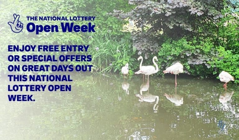 Flamingos stand in shallow water beside dense green foliage; on the left, bold text announces “The National Lottery Open Week” and encourages “free entry or special offers on great days out.”