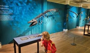 Underwater dinosaur skeleton hanging from museum wall with lighting that creates a water effect