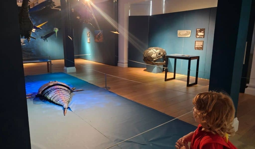 Little boy looking across museum room of a dinosaur exhibition
