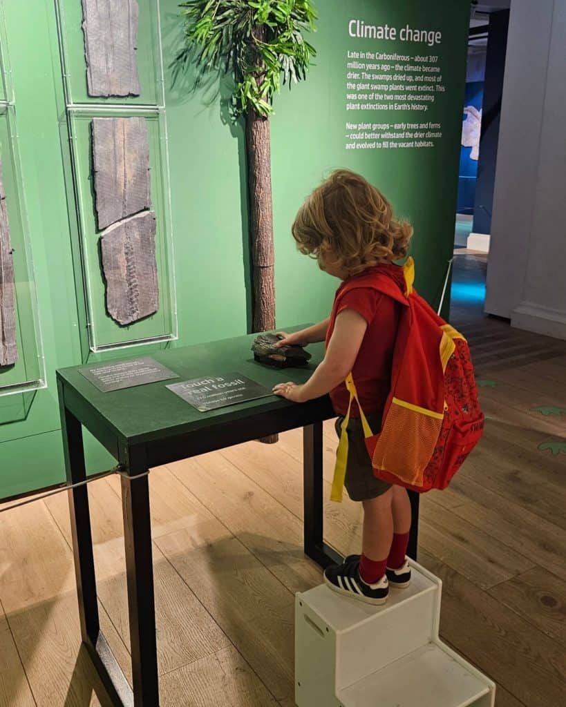 Little boy standing on steps so he can reach the museum display of a dinosaur fossil