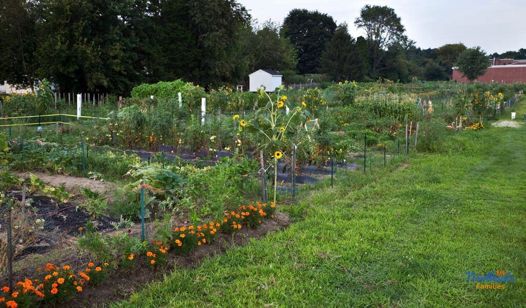 A garden allotment of flowers and vegetables with a white shed in the background