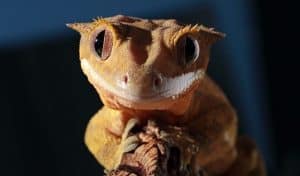 Close-up of a crested gecko at Chester House Estate's reptile encounter