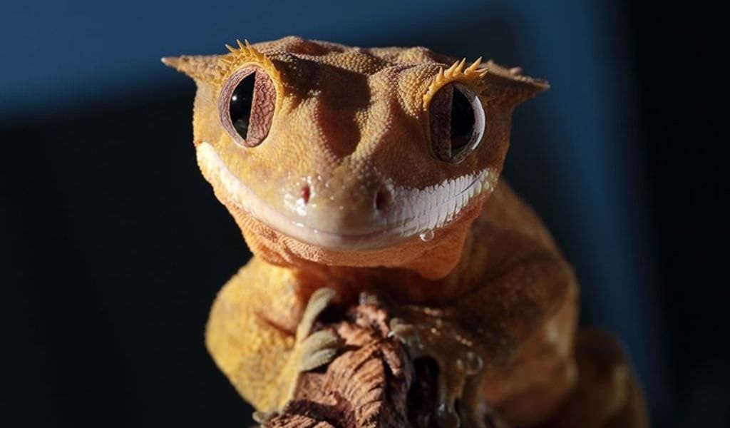 Close-up of a crested gecko at Chester House Estate's reptile encounter