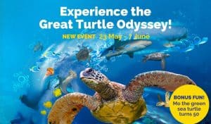 The Great Turtle Odyssey at SEA LIFE Birmingham What to Expect This May Half Term