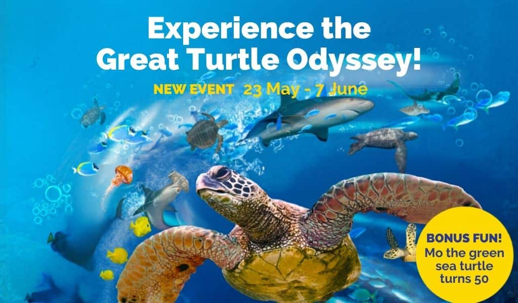 The Great Turtle Odyssey at SEA LIFE Birmingham What to Expect This May Half Term