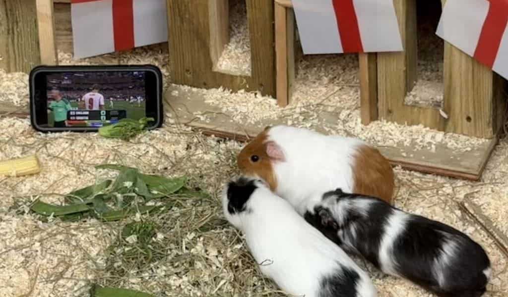 Baby guinea pigs eating greens next to a phone showing an England football match at Wicksteed Park