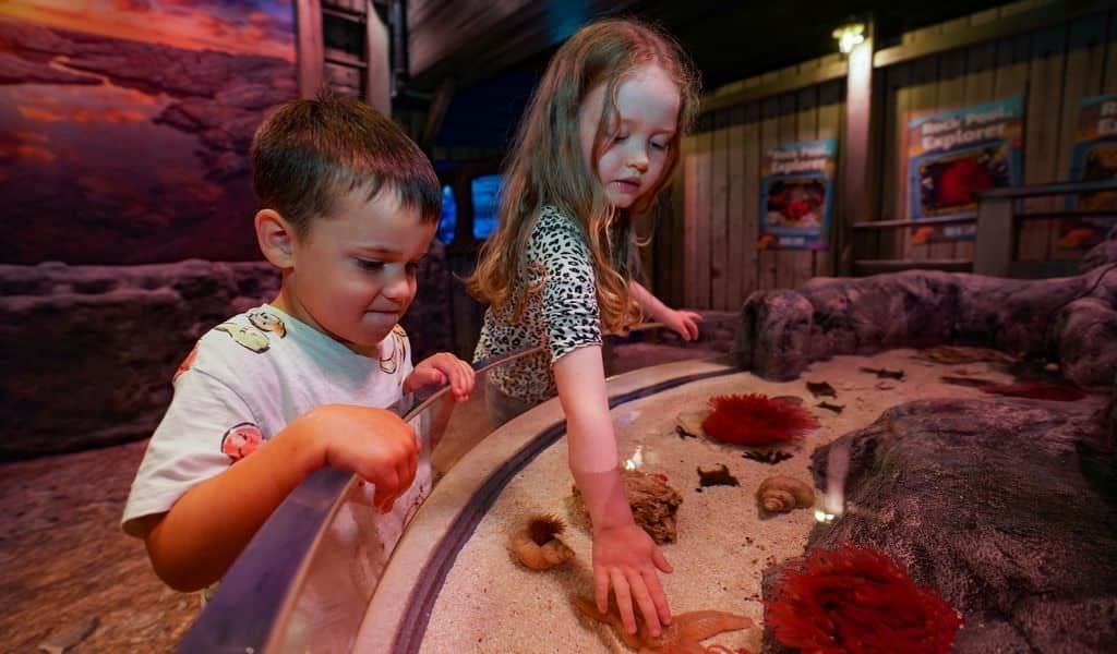 Two young children lean over a rock pool touch tank at a SEA LIFE aquarium, exploring starfish and sea anemones