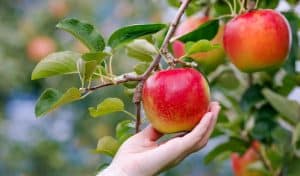 A hand reaching up to pick a red apple off it's branch