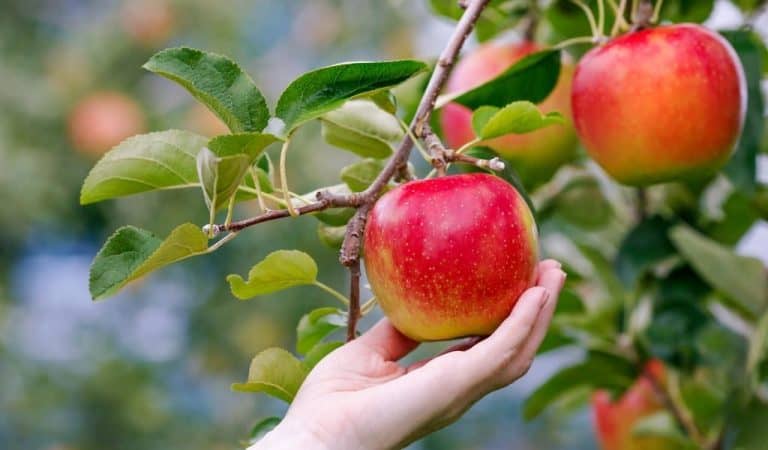 A hand reaching up to pick a red apple off it's branch