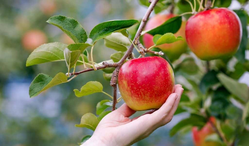 A hand reaching up to pick a red apple off it's branch