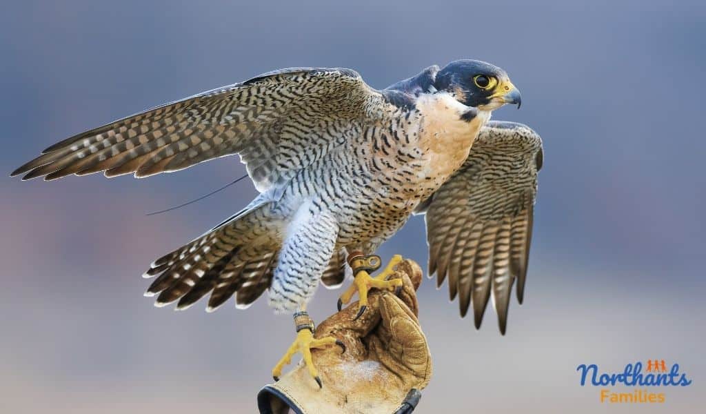 A Falcon with wings partly outstreached landing on a gloved hand