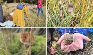 Collage of families searching the grasses for harvest mice at Stanwick Lakes, a harvest mouse peeking through reeds, a close-up of a harvest mouse climbing a grass stem, and a child holding an abandoned harvest mouse nest.